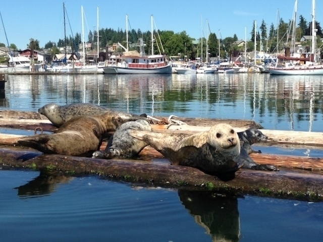 Seals in Liberty Bay, Washington