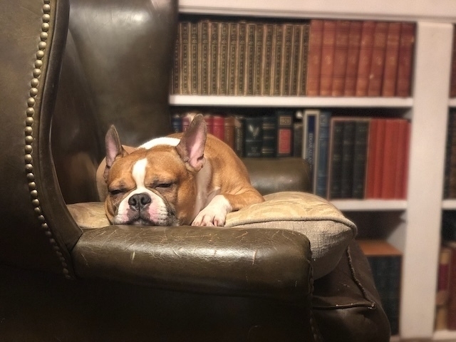Boston Terrier Asleep in the Library