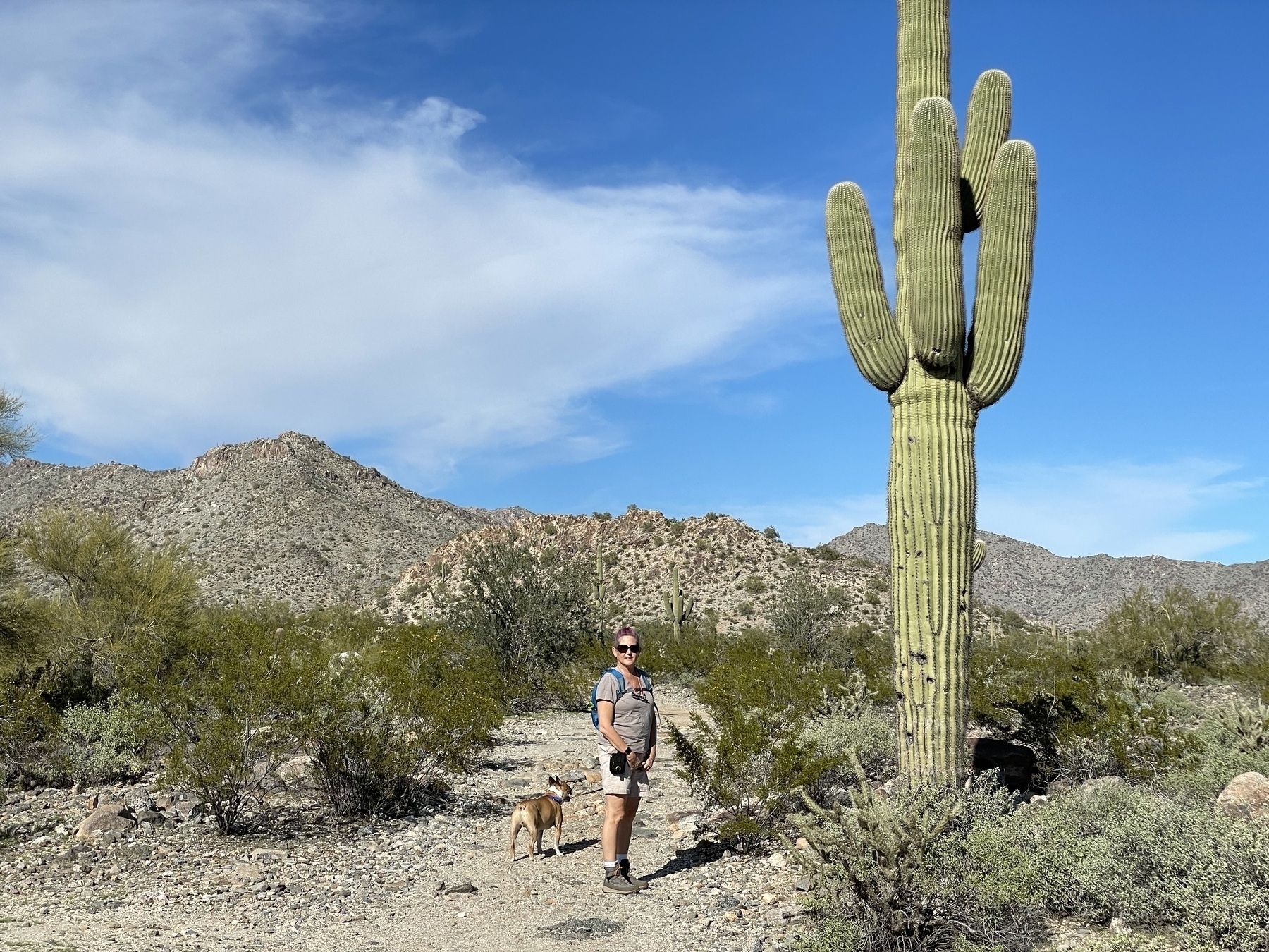 Saguaro Cactus along a hiking trail in Arizona