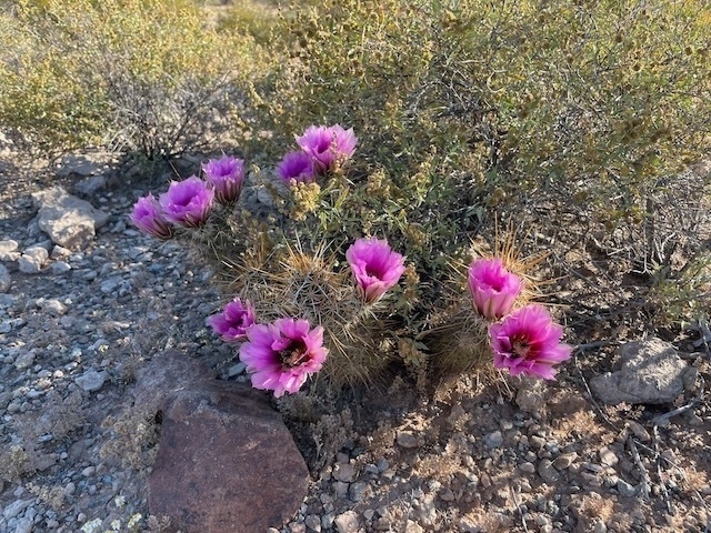 Desert bloom - Southern Arizona