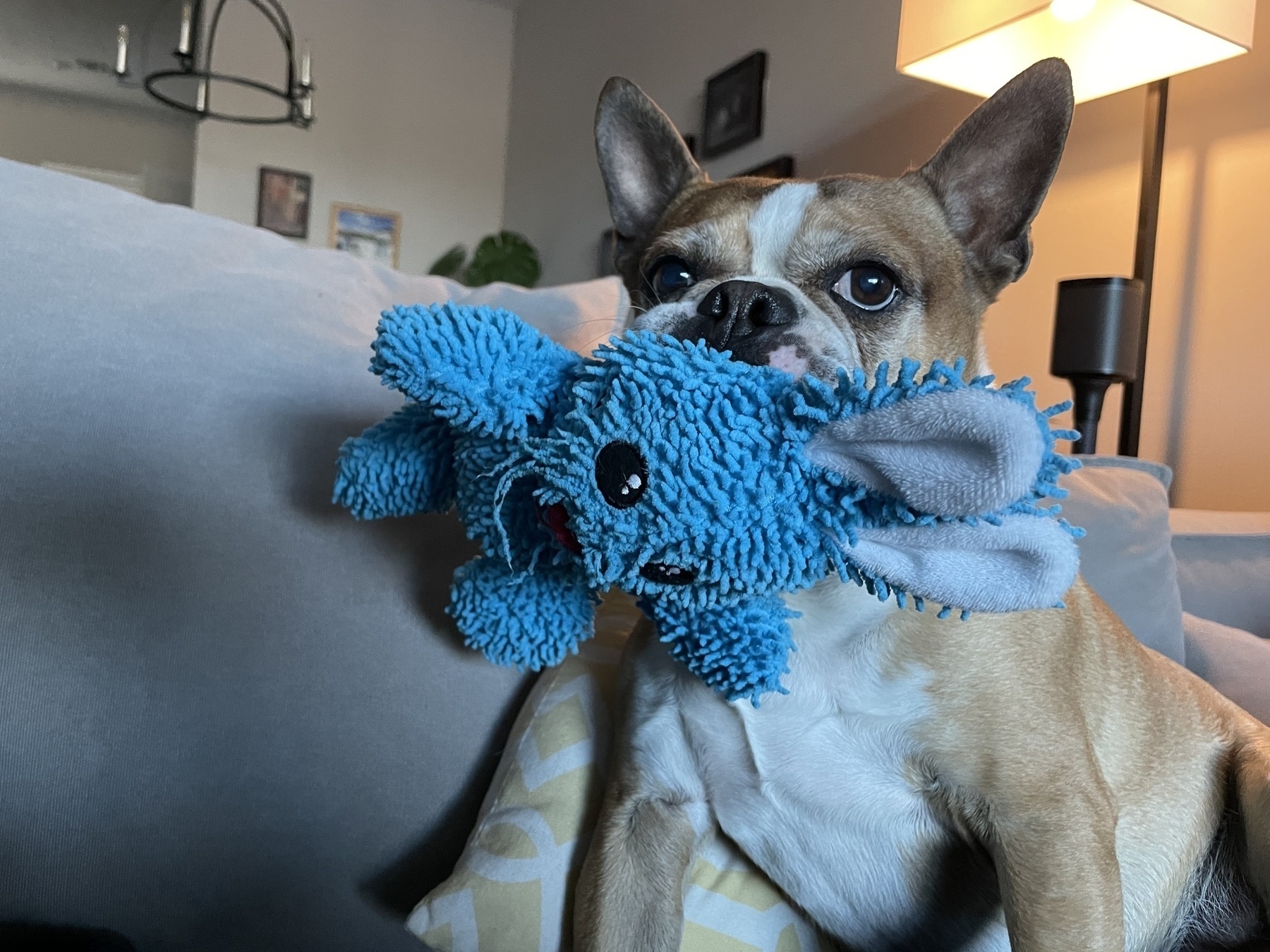 Boston Terrier with his favorite squeeky Toy